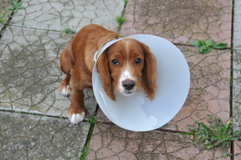 こまいぎペットクリニック ペットの知恵袋 手術後のエリザベスカラーを嫌がる犬 落ち着かせるコツとは